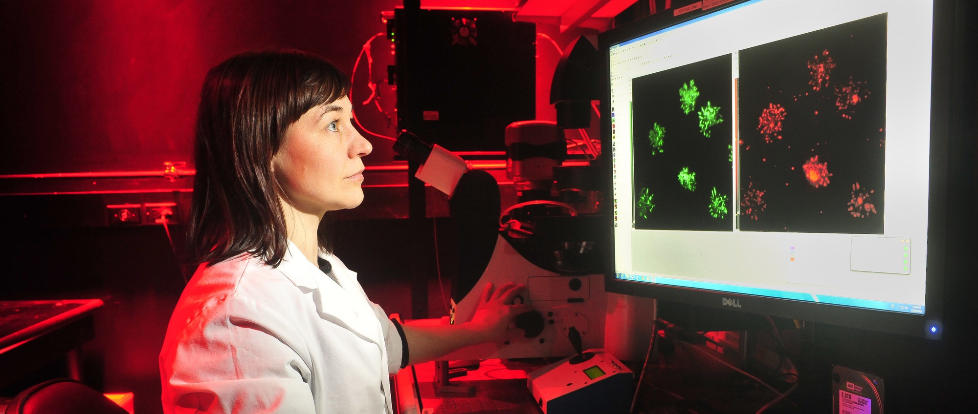 Fluorescent Microscope